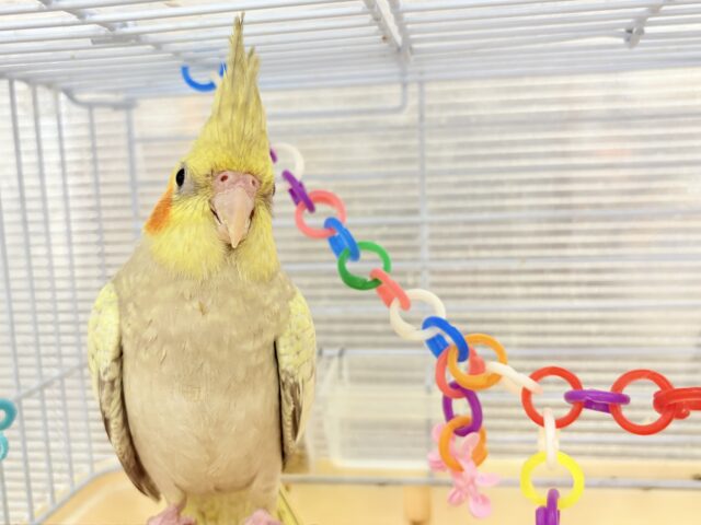 オカメインコ