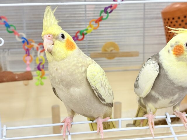 オカメインコ