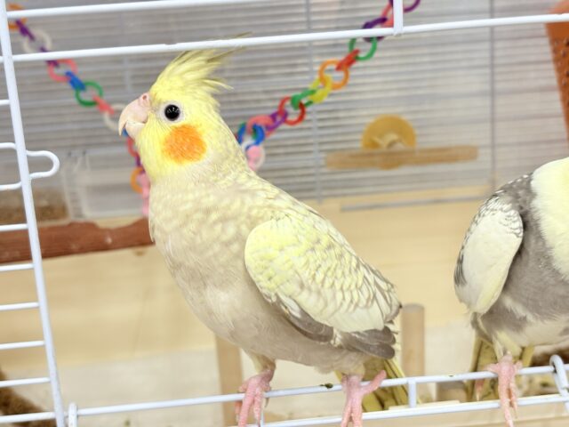 オカメインコ