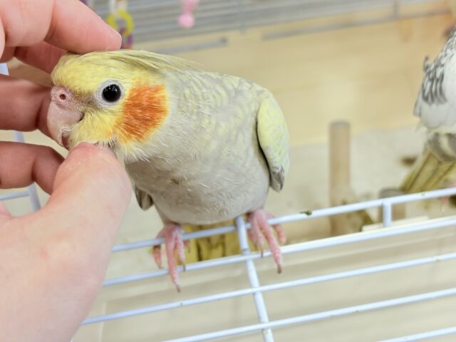 オカメインコ