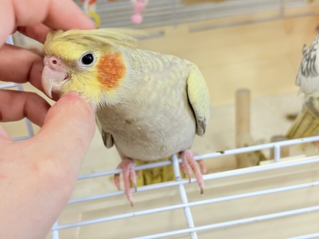 オカメインコ