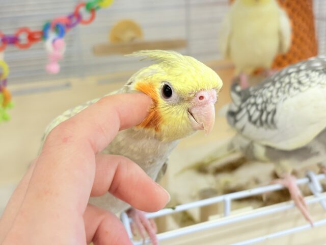 オカメインコ