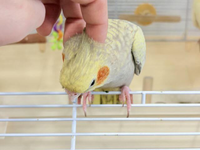 オカメインコ