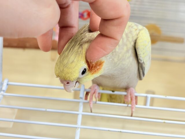 オカメインコ