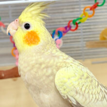 大きなおめめには何が映ってるかな？🫧オカメインコ(シナモンパール)