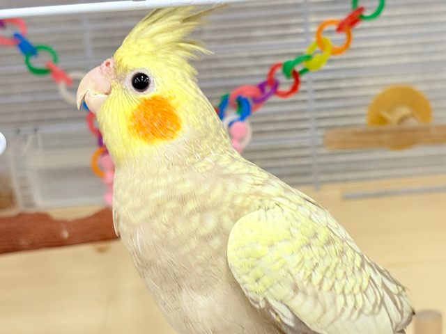 大きなおめめには何が映ってるかな？🫧オカメインコ(シナモンパール)