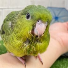 ✨最新画像✨かわいさ５つ星🌟⋆꙳ 抹茶ピエール🍵𓈒 𓂂𓏸サザナミインコ(2025年5月上旬生まれ)