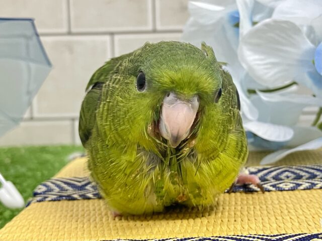 サザナミインコ