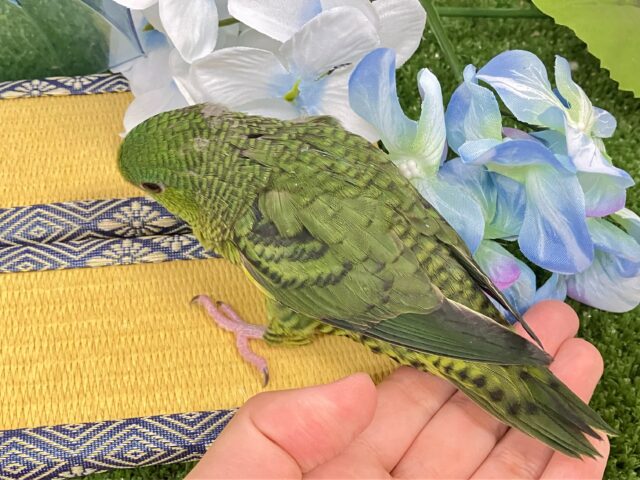 サザナミインコ