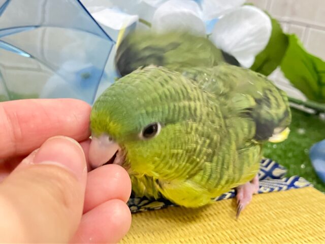 サザナミインコ