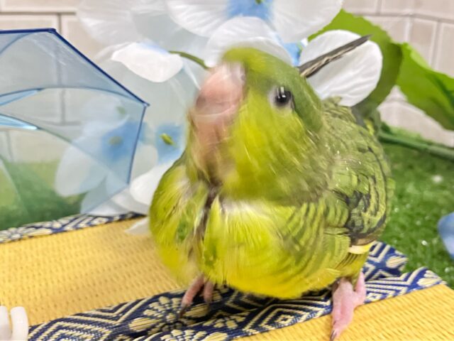 サザナミインコ