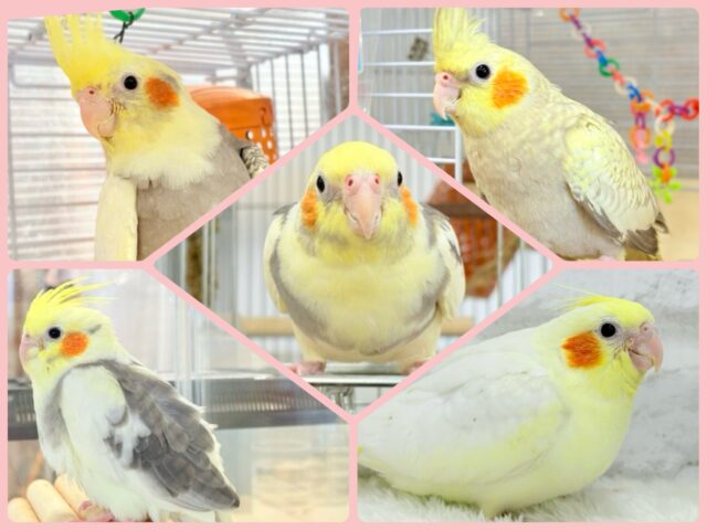 【期間延長.*･ﾟ】大人の階段の〜ぼる〜♬.*ﾟオカメインコフェア開催中〜！