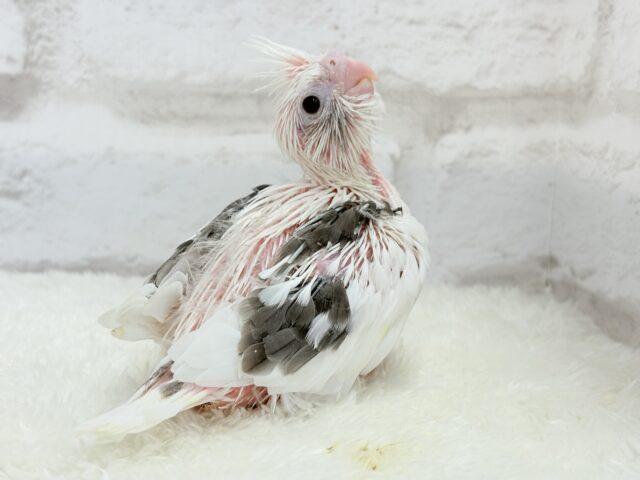 オカメインコ