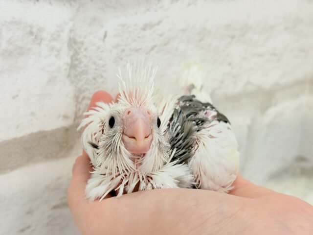 オカメインコ