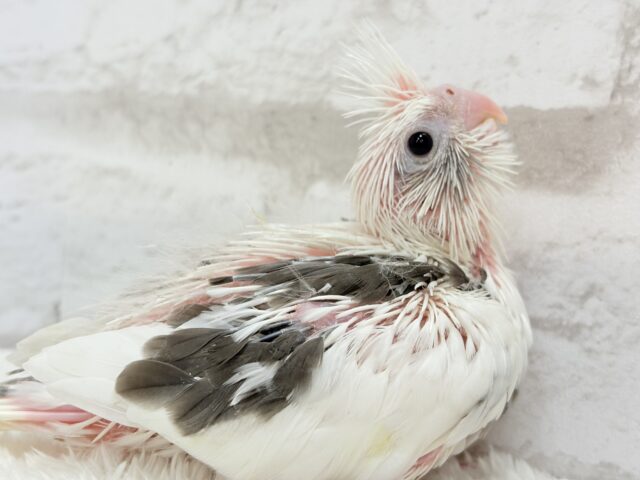 オカメインコ