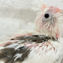 伸び伸び大きくなってね‪☆オカメインコ(WFパイド) ヒナ