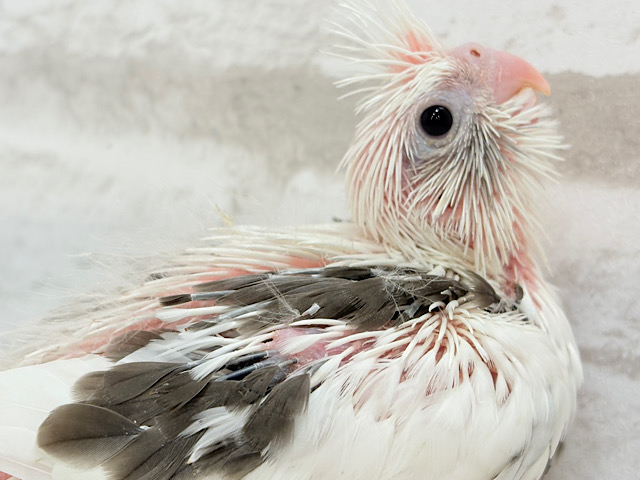 伸び伸び大きくなってね‪☆オカメインコ(WFパイド) ヒナ