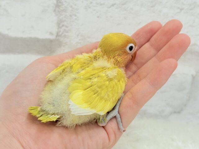 ヤマブキボタンインコ