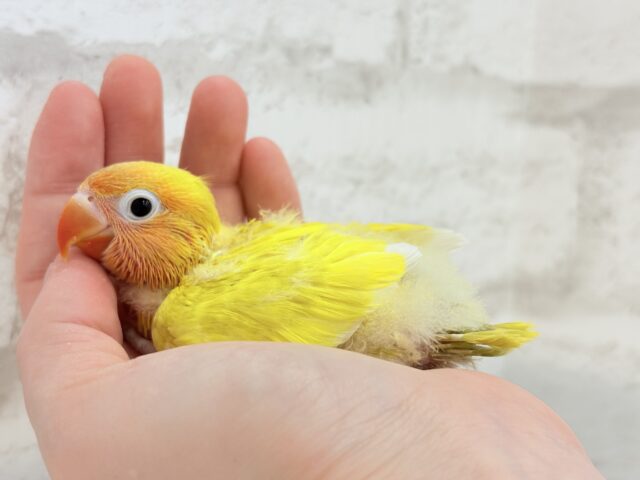 ヤマブキボタンインコ