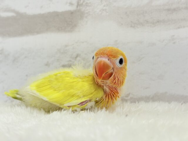 ヤマブキボタンインコ