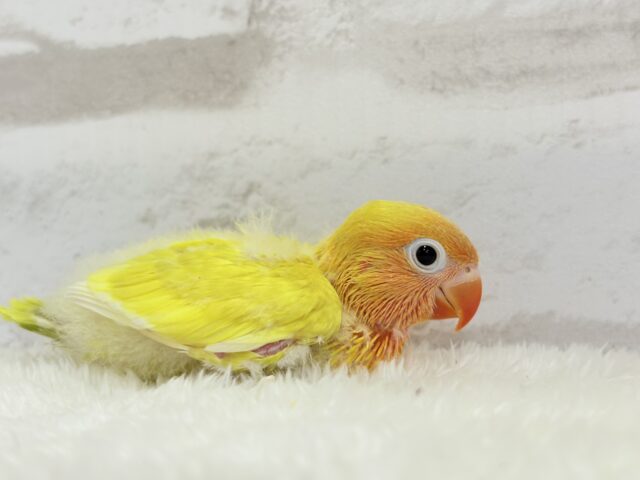 ヤマブキボタンインコ