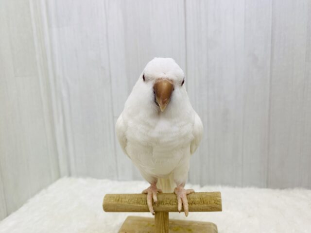 オキナインコ