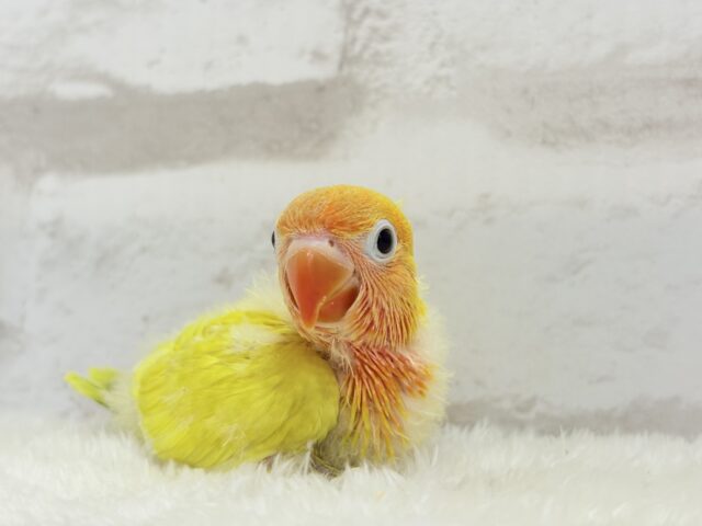 ヤマブキボタンインコ