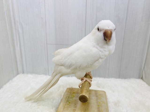 オキナインコ