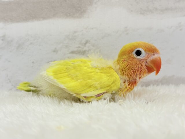 ヤマブキボタンインコ