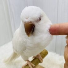 最新オキナ動画・最新画像あります☆真っ白な体に澄んだ赤目の可愛いコ！オキナインコのアルビノ！