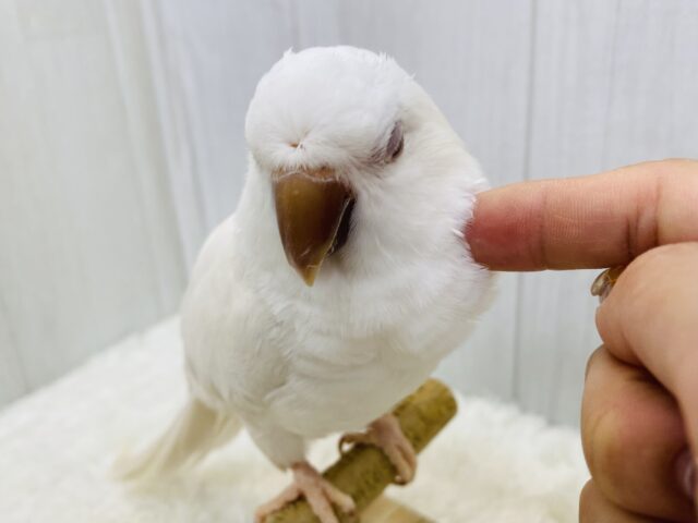 最新オキナ動画・最新画像あります☆真っ白な体に澄んだ赤目の可愛いコ！オキナインコのアルビノ！