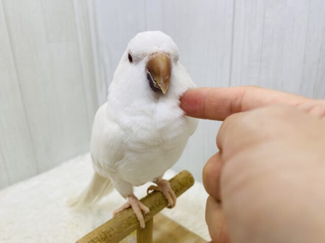 オキナインコ