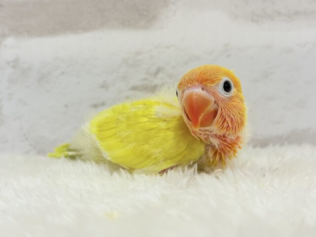 ヤマブキボタンインコ