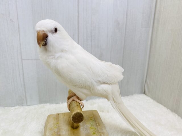 オキナインコ