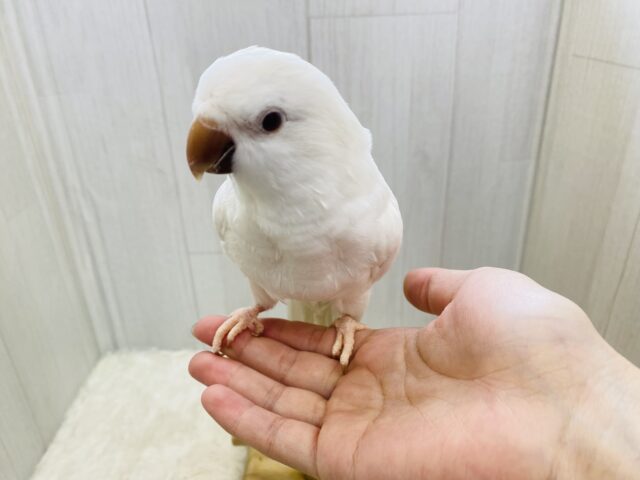 オキナインコ