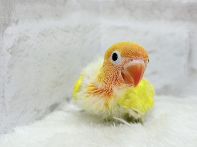 ヤマブキボタンインコ