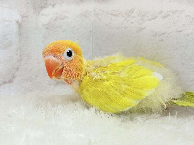 ヤマブキボタンインコ