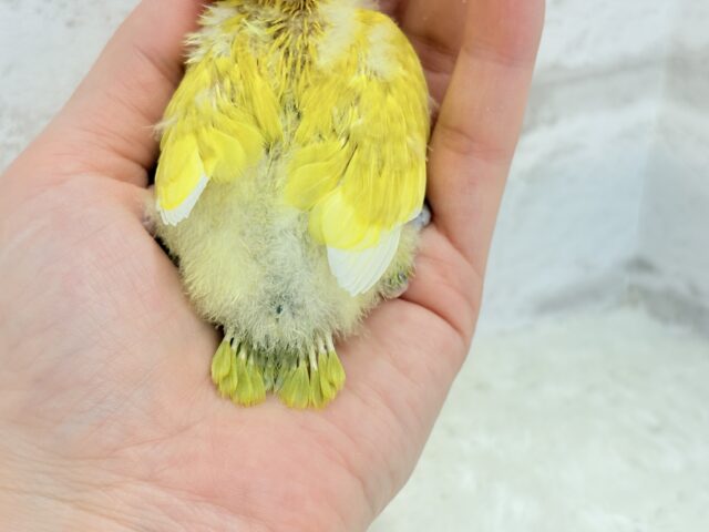 ヤマブキボタンインコ