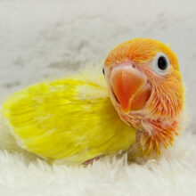 太陽サンサン☀️ヤマブキボタンインコ(イエロー) ヒナ