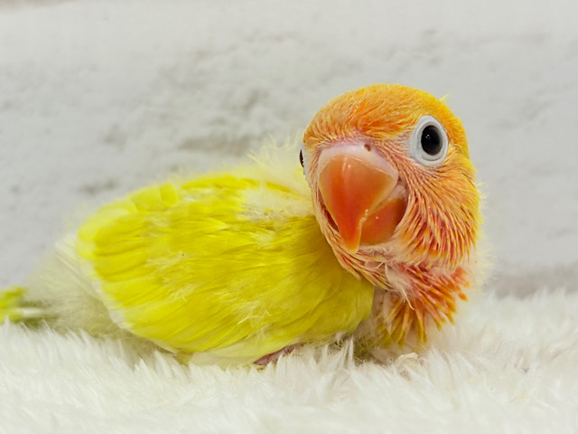 太陽サンサン☀️ヤマブキボタンインコ(イエロー) ヒナ