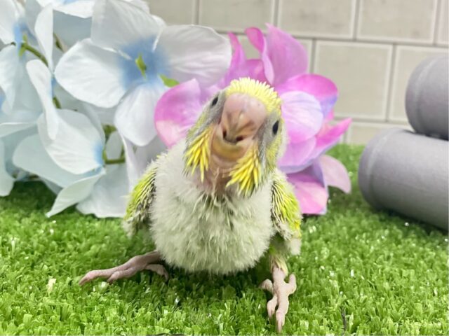 セキセイインコ