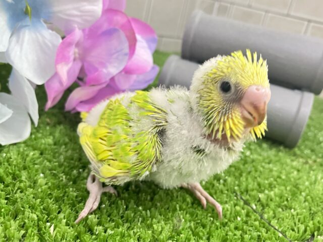 セキセイインコ