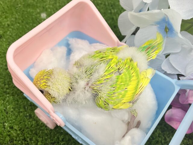 セキセイインコ