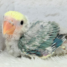 唯一無二♡あなただけのコザたんです♡コザクラインコ(ブルーチェリーパイド) ヒナ
