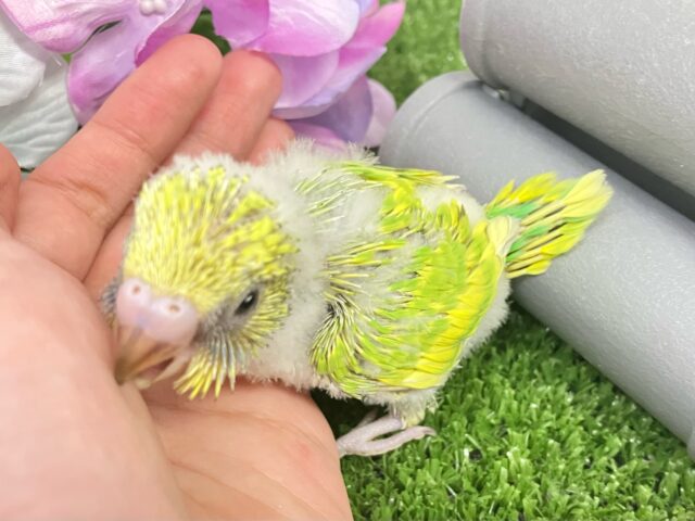 セキセイインコ