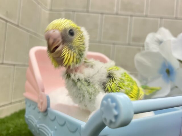 セキセイインコ
