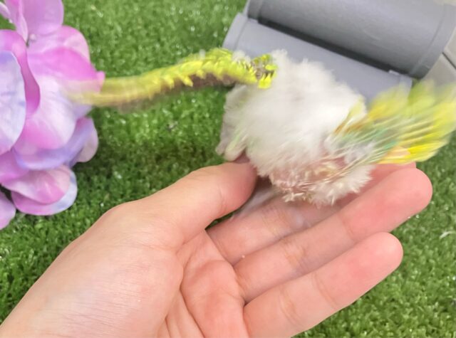 セキセイインコ