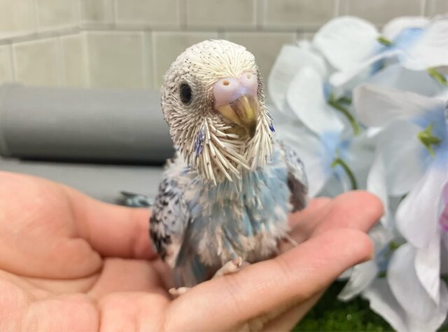 空へはじけろ✨️ ✈️ ぱちぱちサイダー❕｡･*･:≡( 「ε:)ﾉ🍹セキセイインコ(ブルーオパーリン/2025年5月生まれ)