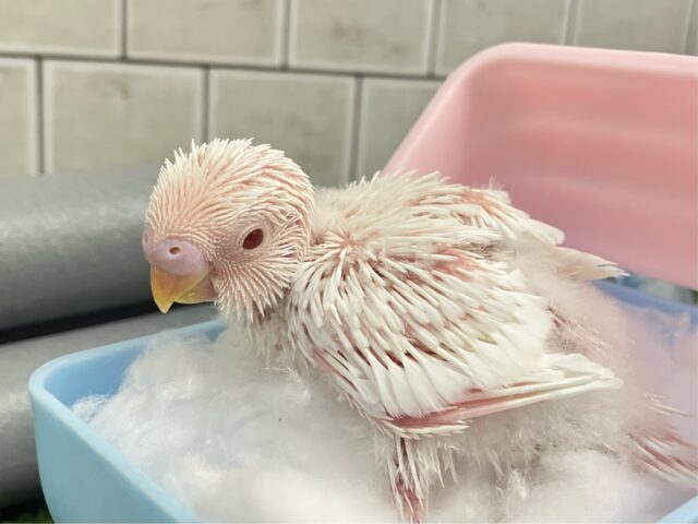 セキセイインコ