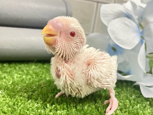 一着万歳🥇✨️とつげき𝐌𝐈𝐋𝐊𝐘❕🍼セキセイインコ(アルビノ/2025年5月生まれ)